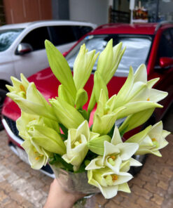 HOA LOA KÈN HÀ NỘI