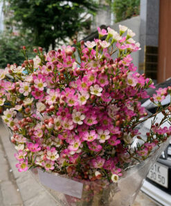 THANH LIỄU HỒNG NGUYÊN BẢN