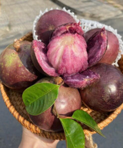 VÚ SỮA TÍM LÒ RÈN