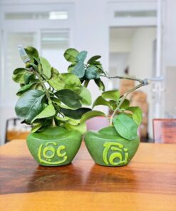 BƯỞI TÀI LỘC TẾT