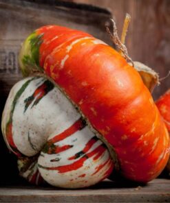 Bí Ngô đội nón nhập Bắc Mỹ