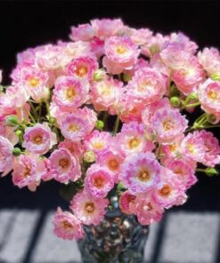 hồng chùm hải quỳ