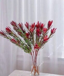 HOA TULIP NAM PHI