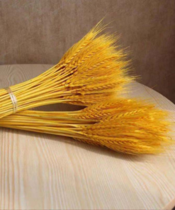 BÔNG LÚA MẠCH VÀNG