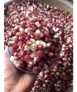 BẮP BUNG ĐIỆN BIÊN