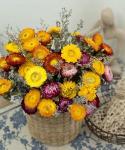 CÚC BẤT TỬ ĐÀ LẠT