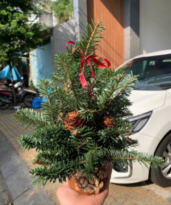 CHẬU THÔNG ĐAN MẠCH CẮM MÚT XỐP