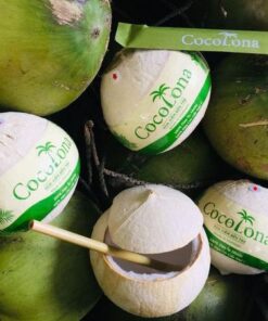 DỪA COCOLONA BẾN TRE