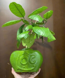 BƯỞI TÀI LỘC TẾT