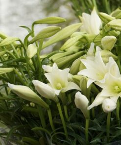 HOA LOA KÈN HÀ NỘI