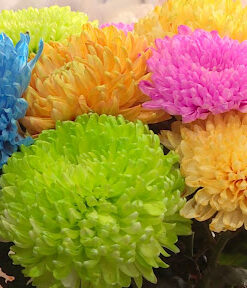 CÚC LƯỚI NHUỘM MIX MÀU