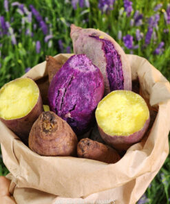 KHOAI LANG TÍM THÁI