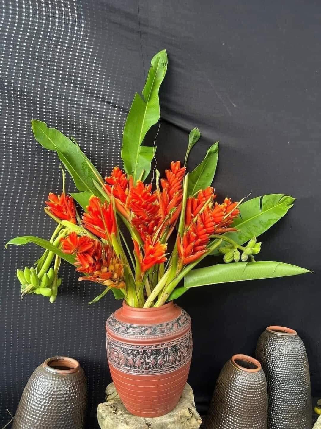 Chuối vảy rồng