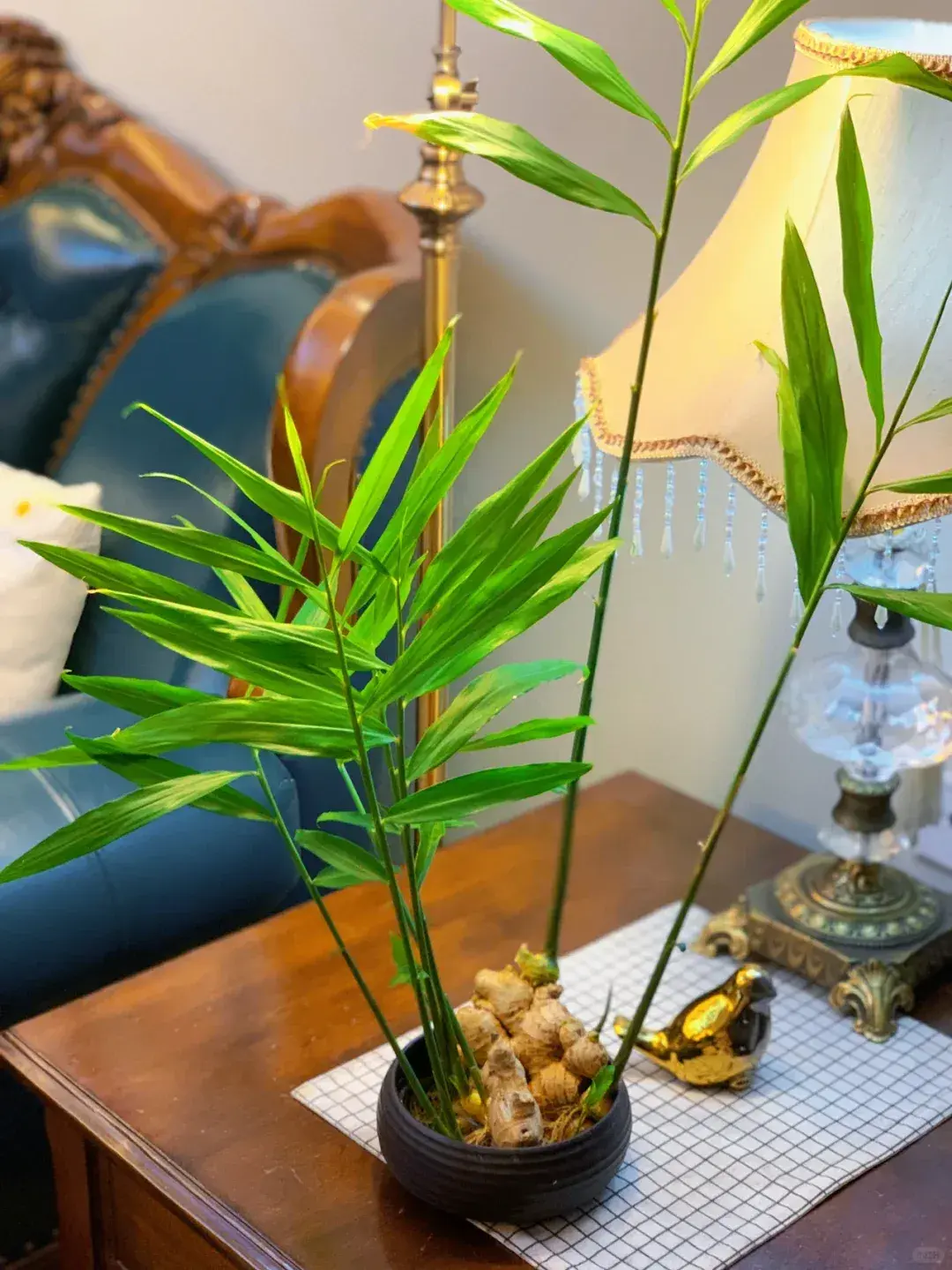 /gung-bonsai-doc-la-phong-thuy