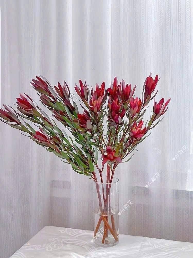 HOA TULIP NAM PHI