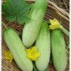 DƯA MÈO TÂY BẮC