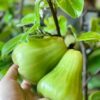 MẬN TAM HOA.
