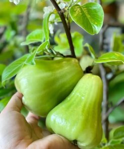 MẬN TAM HOA.