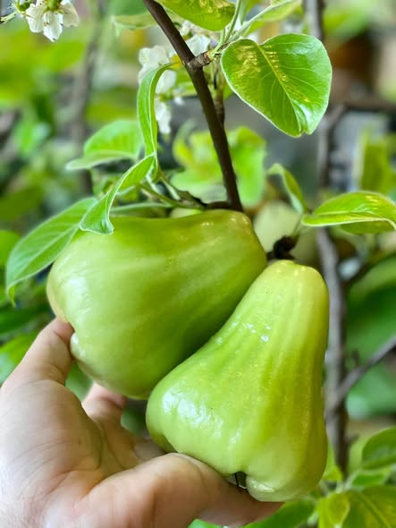 MẬN TAM HOA.