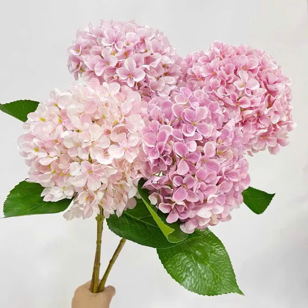 CẨM TÚ CẦU